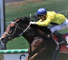Set Me Up ... my best roughie (see race 9)

Photos: Graham Potter