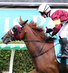 The Bott-Waterhouse winning filly on the Gold Coast yesterday, for Glen Boss, Swift Witness (pictured above), has gained her place in the field and has moved to $7 equal second favourite with Alpine Edge. 