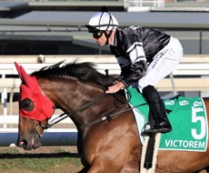 Victorem canters to the start for last year's Stradbroke with Dale Smith in the saddle. Mark Du Plessis has the ride this time around

Photos: Graham Potter