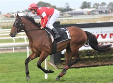 Tolkowsky ... no cigar, but a promising enough close-up fourth place at Doomben

Photos: Graham Potter