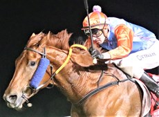 Renouf ... one of the Jenkins stable's success stories of last season. In the six starts after transferring to the Jenkins yard the chestnut won three times, in a row  and also claimed two third places and one fourth place ...
