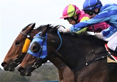 Another example of King Klaus's fighting quality, captured in a previous win at the Sunshine Coast