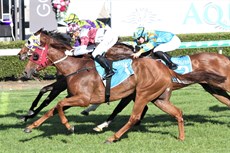 Moore's latest winner ... Dear Sibling (Lani Fancourt) gets up in a very close finish at the Gold Coast on Saturday

Photos: Graham Potter