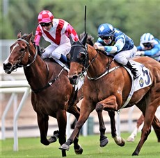 Lucky Patch (on the right) wins the Group 2 Premier Bowl Handicap at Sha Tin 

Photo: Courtesy Hong Kong Jockey Club