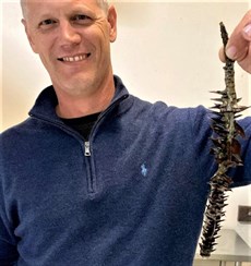 ... but it had hardly been a bed of roses. Dr David Ahern displays the offending stem from a bunya pine which had settled in Commandeering's stomach

Photo: (Supplied)