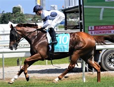 Constant Flight finished unplaced in the Magic Millions Sprint but the son of Written Tycoon can still stand proud as an eight time winner from twenty-four starts (a 33.3 percent strike-rate) with $277 225 banked in prize-money.

Photos: Graham Potter