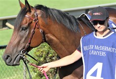 Desert Lord ... gave his best, as always, in the Sunshine Coast Cup