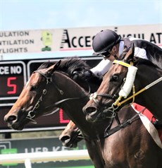 Niedorp and Samantha Collett got the job done at the Sunshine Coast last week. Niedorp was one of three winners for the Gollan stable on the day ... the others being ...