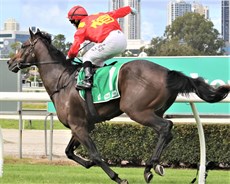 Jockey Noel Callow pays his tribute to the King Of Spin by giving his own interpretation of a leg spin bowling action as he wins aboard the David Vandyke trained Sacred Oath, a horse that has the name S K Warne in its ownership group. (above and below)