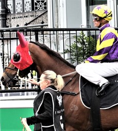 Honourable Spirit ... too strong for his opposition in the Gold Coast Cup

Photo: Graham Potter</b.