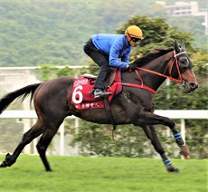 Lucky Sweynesee ... a pot of gold awaits

Photo: Hong Kong Jockey Club