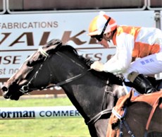 Menari Magic, pictured winning the Pat O'Shea Plate on debut with Mark Du Plessis in the saddlle. 