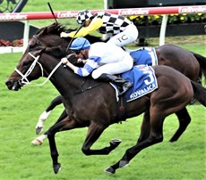 Kovalica ... the Queensland Guineas winner is second favourite for the 2023 edition of the Doomben Cup

Photos: Graham Potter and Darren Winningham