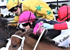 Bailey Wheeler (in yellow silks) was right there when the Callows landed their second quinella of the day, but had to settle for third place, In spite of a quiet day Wheeler remains very much in contention for the Gold Coast Jockey's Premiership

Photos: Graham Potter