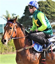 Yellow Brick returns after winning his barrier trail