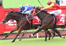 Dolan brings home a Metropolitan double at Doomben on October 28 winning on Bitcoin Baby (above) and Mishani Eclipse (below), who won at a starting price of $51
