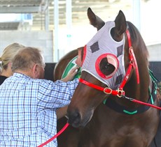 Saddling up his runner ... for one last time

Photos: Graham Potter