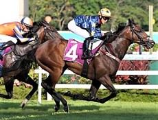 ... where Lim's Kosciuszko is an absolute champion. Now he is Hong Kong looking to take the next step up the ladder

Photos: Singapore Turf Club