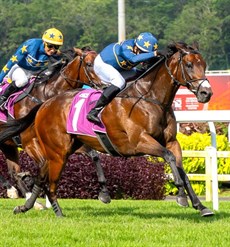 Lim's Kosciuszko .(above and below) ... not many horses have matched his proud record 