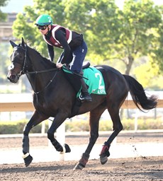 Al Riffa

Photo: Darren Winningham