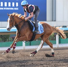 Galen

Photos: Hong Kong Jockey Club and  Darren Winningham