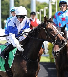 Prince Levi (14/03/26)