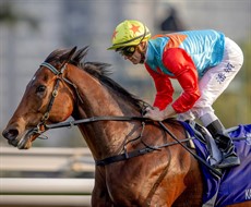 Ka Ying Rising

Photo: Hong Kong Jockey Club