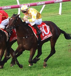 Lady Of Camelot ... on her way to a fufth place finish in the Victory Stakes

Photo: Graham Potter