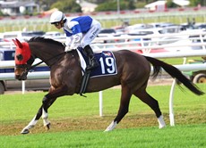 Prince Levi on his way to the start of the Listed Bernborough

Photos: Graham Potter