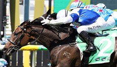 Prince Levi ... winning at the Gold Coast

Photo: Graham Potter and Darren Winningham</b.