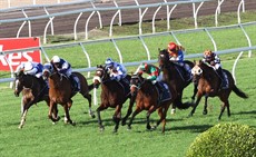 Prince Levi was right in contention (on the inside rail) in the Tattersall's Cup ...
