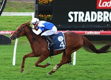Sun Worshipper chases hard in the Listed Tattersall's Gold Crown (27/06/26)