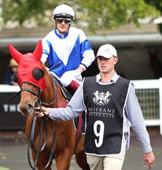 Sweet Pretender ... a notable runner-up finish in the Townsville Guineas