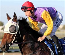 Luke Dittman ... a big chance in the Jockey's challenge