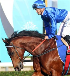 It's Somewhat

It’s Somewhat (1) trained by James Cummings – the Godolphin team. He was caught wide in the Hollindale Cup at the Gold Coast and I am letting that run go under the radar. I think that the track, the wide run and not really being able to get into the race did not suit him. (see race 4)