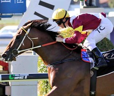 Perast 

Perast (3) won here last start in what could be described as arrogant fashion over the 1350 metres in a reasonable time considering the track was “soft”. (see race 9)

Photos: Darren Winningham and Graham Potter