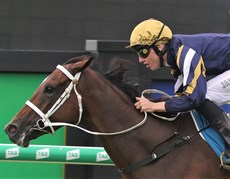 Keeping the scoreboard moving with his latest win aboard Befana at Doomben last Saturday

Photos: Graham Potter