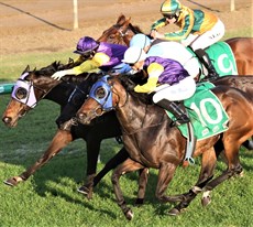 Scottish Prince and Dream Song, both in the famous Pat Duff stable colours of purple, yellow sleeves and white armbands, in full cry, earning the stable a 1-3 finish at Ipswich on Wednesday. Scottish Prince was Duff’s fourth winner from his last twelve runners