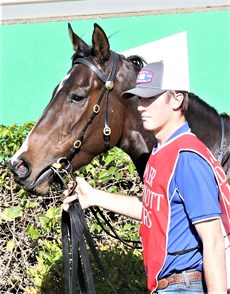 Salazar (Above and below) was another Birdsville winner for the Kropp stable