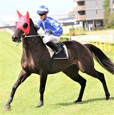 Allora Enzo ... pictured at Doomben in his first start after transferring to theTony And Maddtsen Sears stable.

Photos: Graham Potter