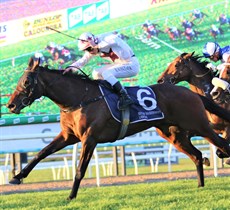 Wheeler winning on Sheeza Firecracker at the Sunshine Coast on Sunday. This was his fourth successive winning ride after winning the last three races at the Gold Coast in a Premiership winning performance on Saturday

Photos: Graham Potter