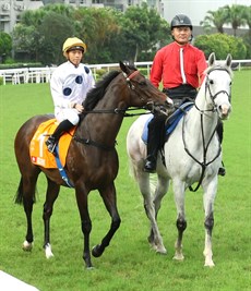 Golden Sixty heads out onto the track on Sunday. It was not to be his day ... but he remains a marvellous champion