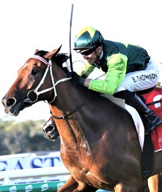 Yellow Brick winning the Gold Coast Guineas last last year

Photos: Graham Potter