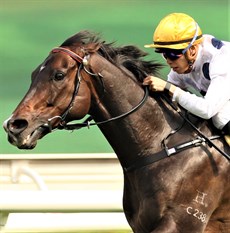 Golden Sixty ... the champion bids for more glory

Photo: Darren Winningham