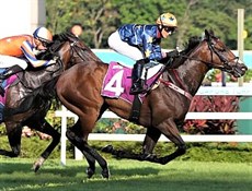 Meagher's current stable stars ... Lim's Kosciusko (above) and Lim's Saltoro (below)