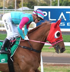 Nikau Spur ... another sceond place in the Toowoomba Cup on September 28