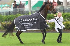A moment worth revisiting. Knight's Choice, who Dolan partnered to that famous Melbourne Cup victory, struts his stuff when paraded back at his local Sunshine Coast base after his win in the Cup