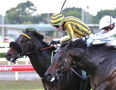 Jedibeel (in yellow) is trained by Brad Widdup. He did everything but win the Group 2 Victory Stakes last time out when he got nailed on the post late by the $71 chance Libertad. He has solid form on wet tracks and I expect, from barrier 3, he will be perfectly positioned throughout the run by jockey Tyler Schiller – again at $10 is super value.He is my pick to win the Doomben 10 000