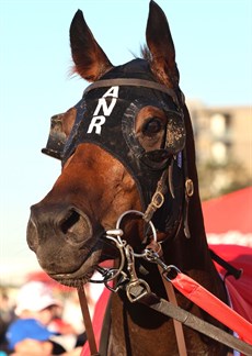Sunshine In Paris ... the winner of the Doomben 10 000