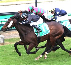 Stewart pushed Flash Aah to the line to claim that Ipswich Cup victory

Photos: Graham Potter